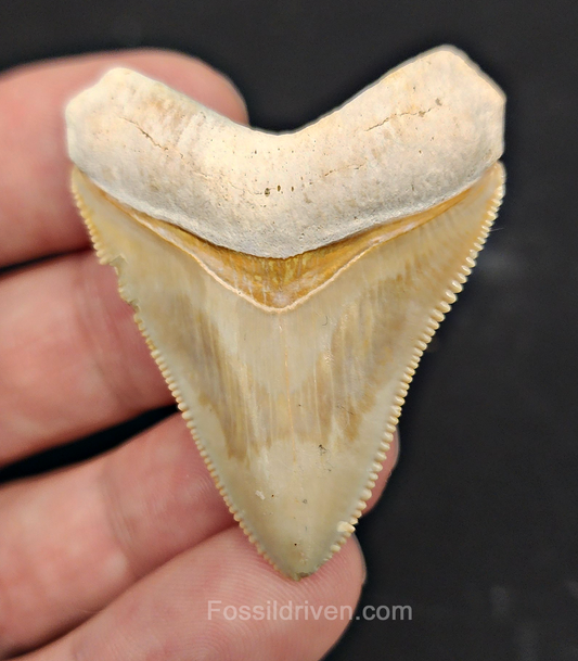 Authentic, 1.88" Fossil Megalodon Tooth - Bone Valley, Florida