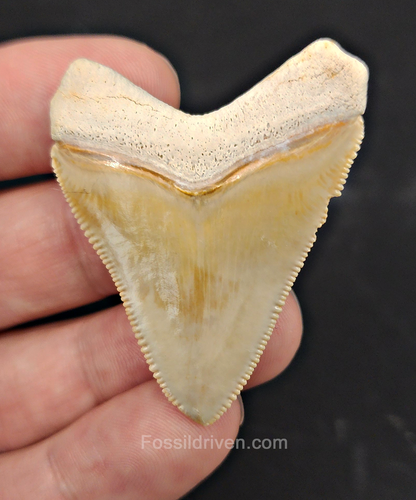 Authentic, 1.88" Fossil Megalodon Tooth - Bone Valley, Florida