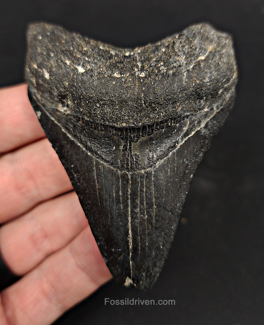 Authentic, 3.26" Fossil Megalodon Tooth - Venice, Florida