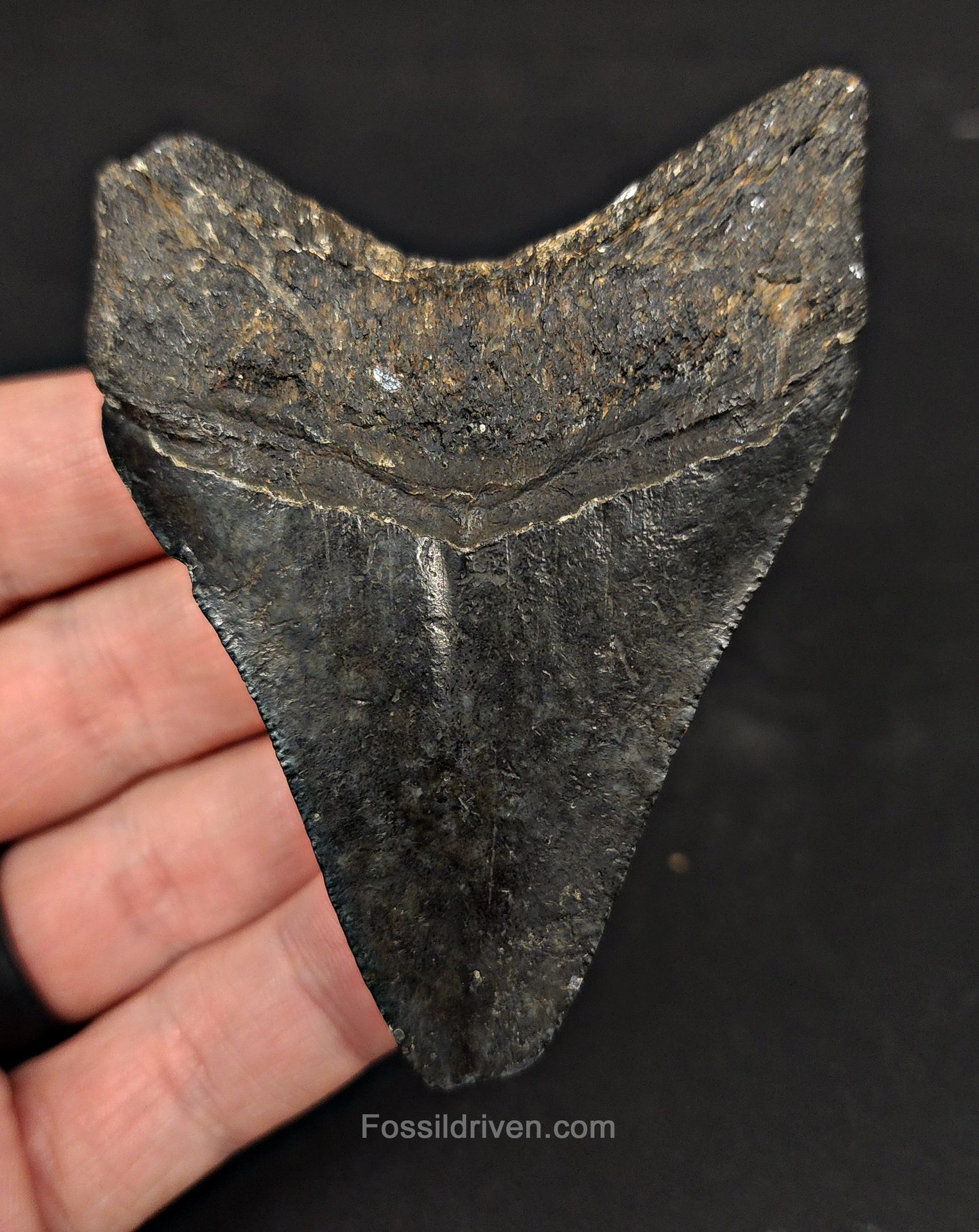 Authentic, 3.26" Fossil Megalodon Tooth - Venice, Florida