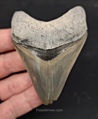 Authentic, 3.03" Fossil Megalodon Tooth - Bone Valley, Florida