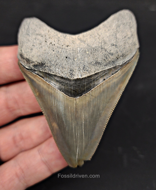 Authentic, 3.03" Fossil Megalodon Tooth - Bone Valley, Florida
