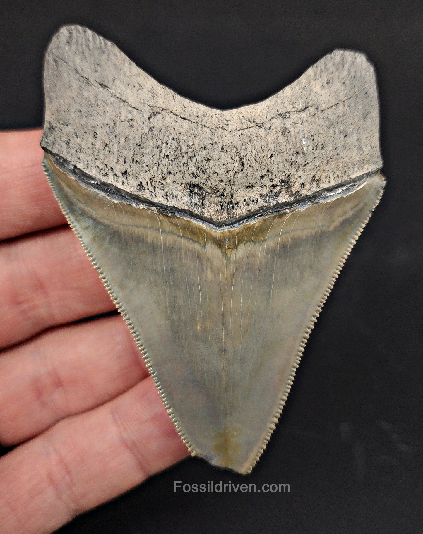 Authentic, 3.03" Fossil Megalodon Tooth - Bone Valley, Florida