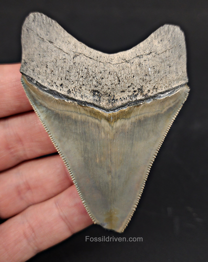 Authentic, 3.03" Fossil Megalodon Tooth - Bone Valley, Florida