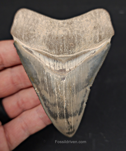 High Quality, 3.64" Fossil Megalodon Tooth - Bone Valley, Florida