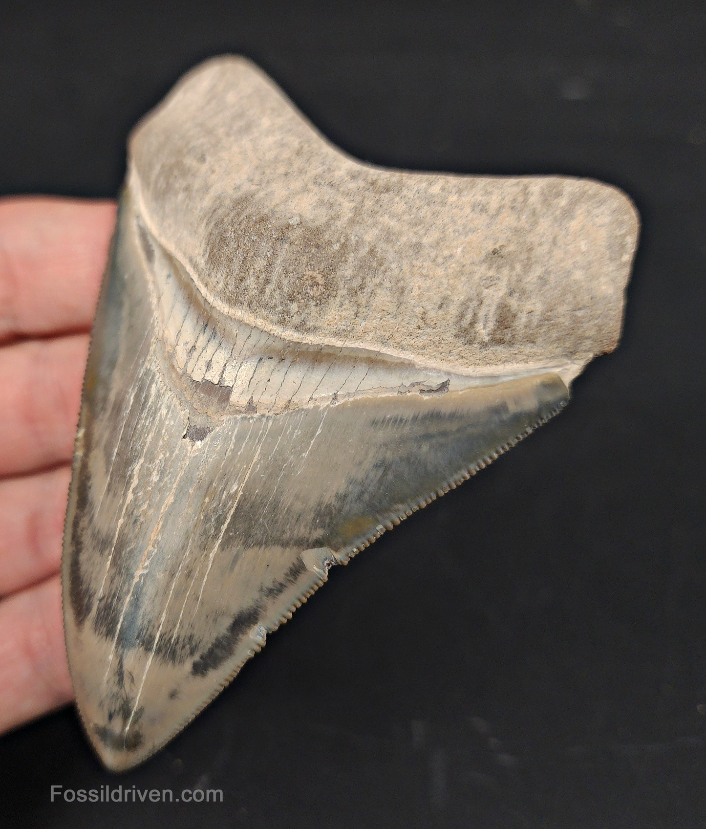High Quality, 3.64" Fossil Megalodon Tooth - Bone Valley, Florida