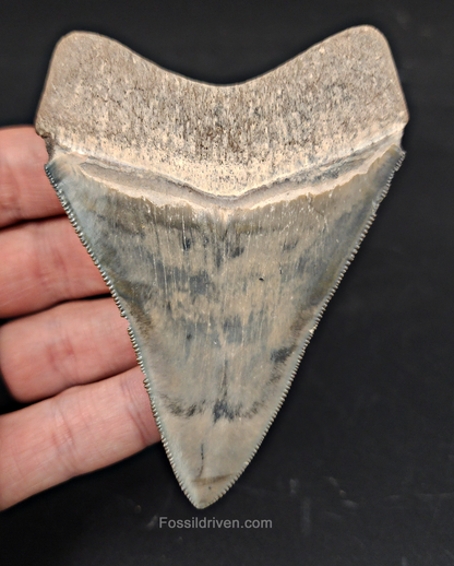 High Quality, 3.64" Fossil Megalodon Tooth - Bone Valley, Florida