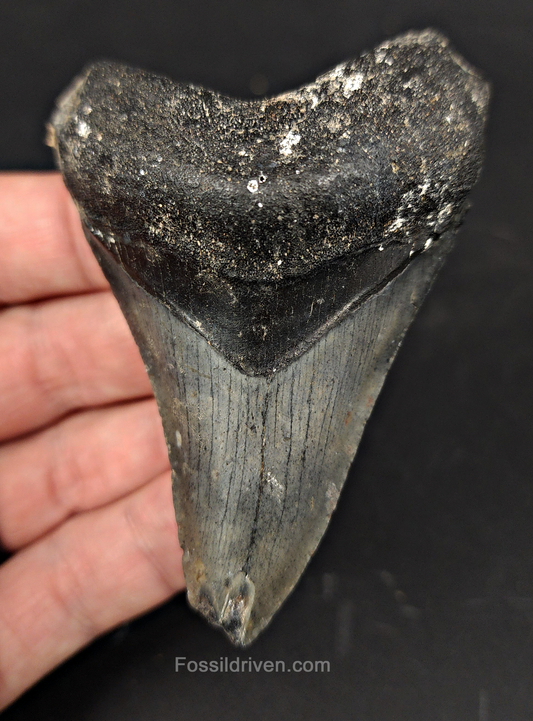 Authentic, 3.38" Fossil Megalodon Tooth - Venice, Florida