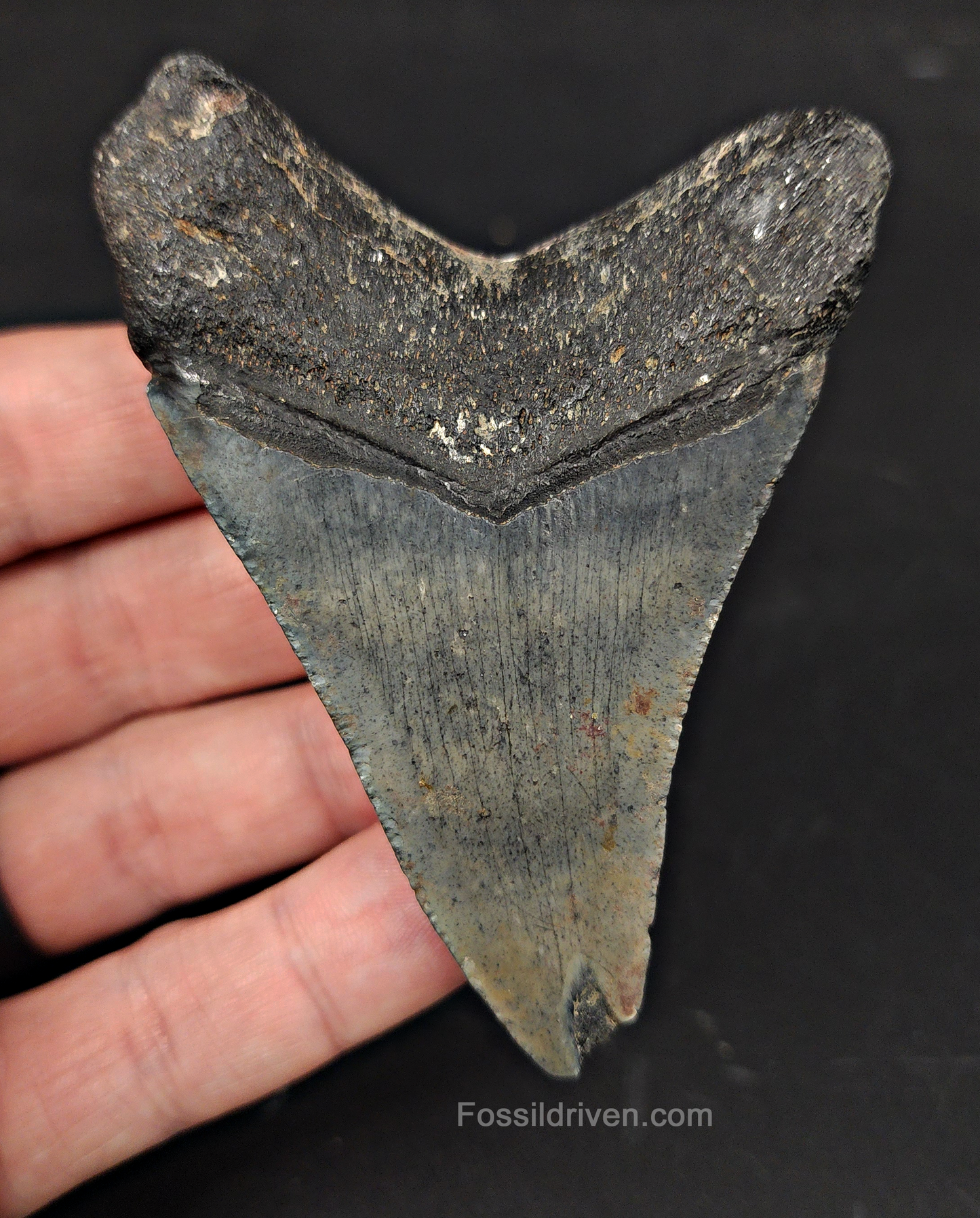 Authentic, 3.38" Fossil Megalodon Tooth - Venice, Florida