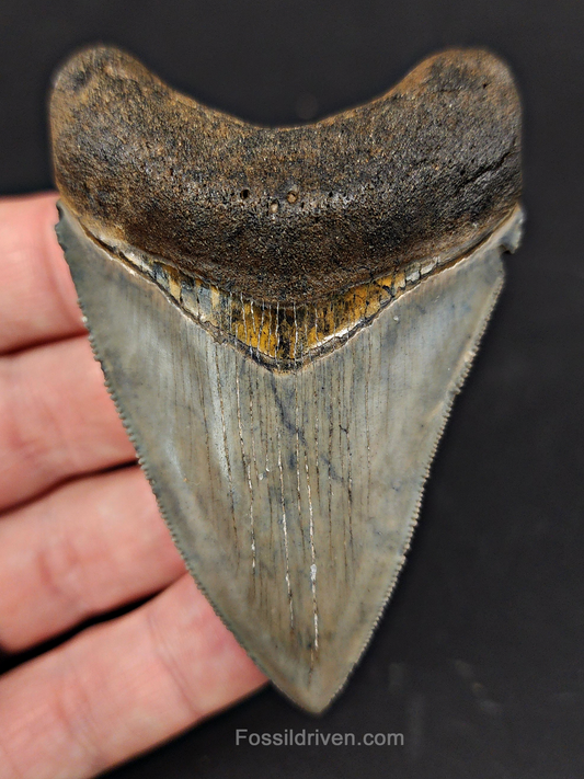 High Quality, 3.12" Fossil Megalodon Tooth - Venice, Florida
