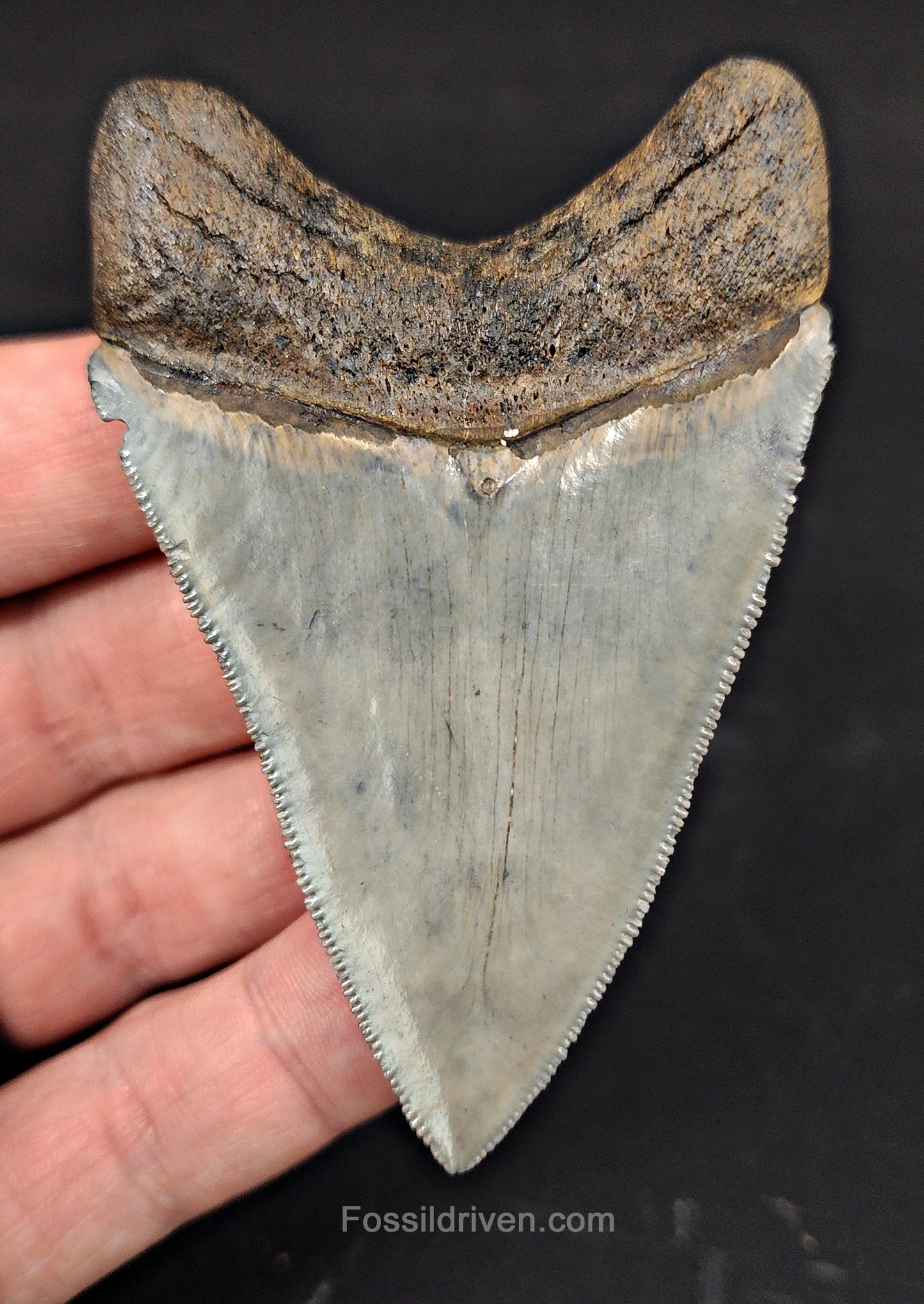 High Quality, 3.12" Fossil Megalodon Tooth - Venice, Florida