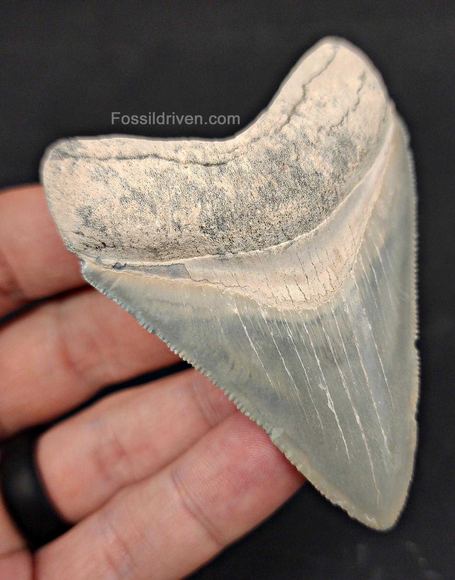 Authentic, 3.11" Fossil Megalodon Tooth - Bone Valley, Florida