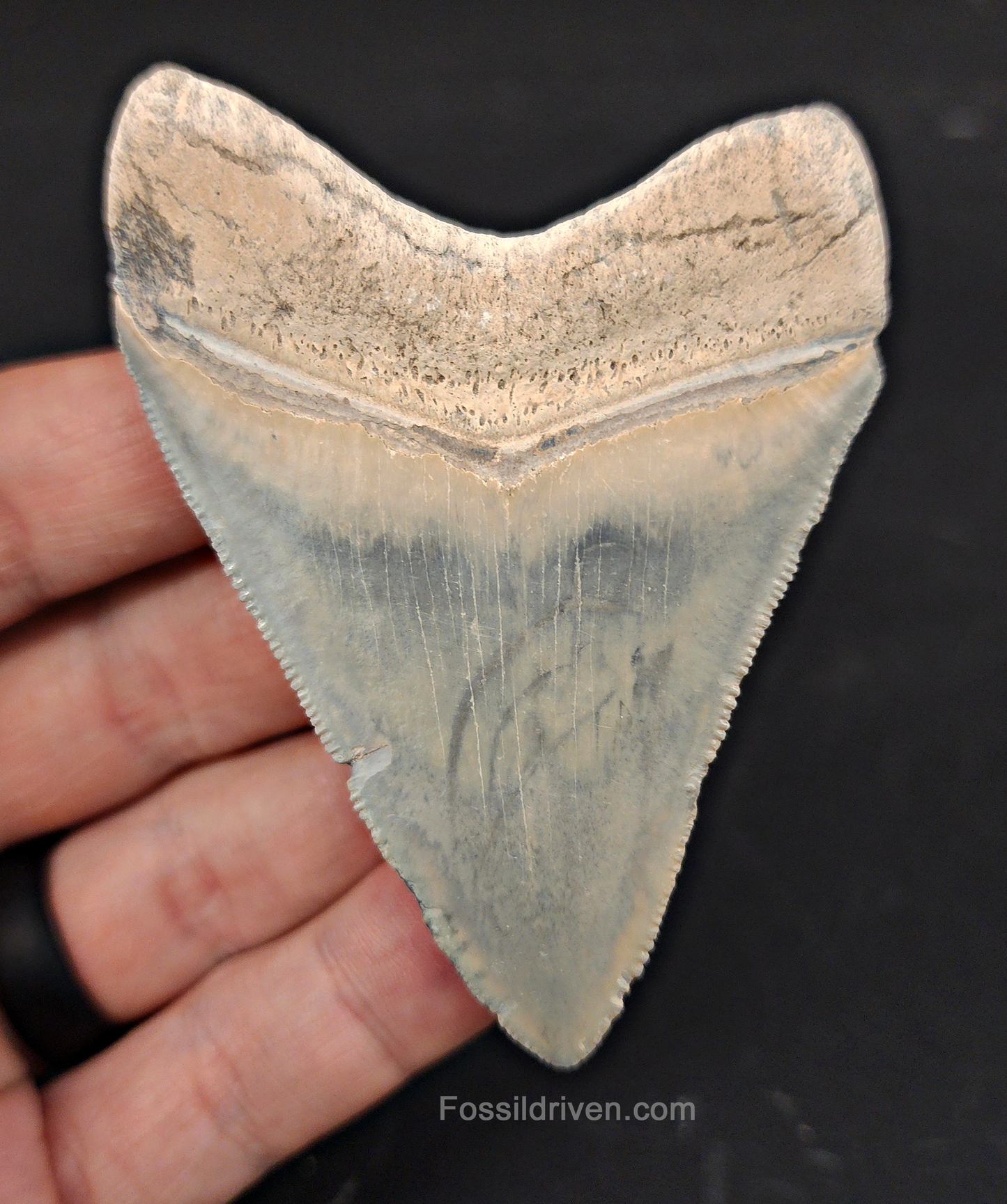 Authentic, 3.11" Fossil Megalodon Tooth - Bone Valley, Florida