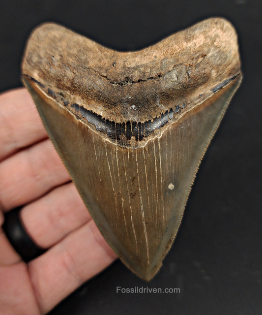 High Quality, 3.46" Fossil Megalodon Tooth - Georgia