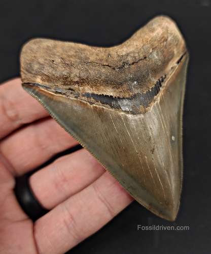 High Quality, 3.46" Fossil Megalodon Tooth - Georgia
