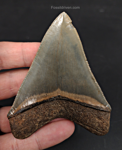 High Quality, 3.46" Fossil Megalodon Tooth - Georgia