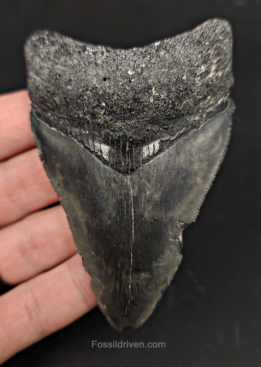 Authentic, 3.65" Fossil Megalodon Tooth - Venice, Florida
