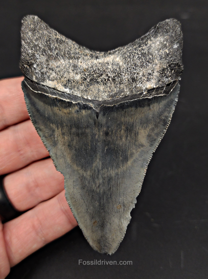 Authentic, 3.65" Fossil Megalodon Tooth - Venice, Florida