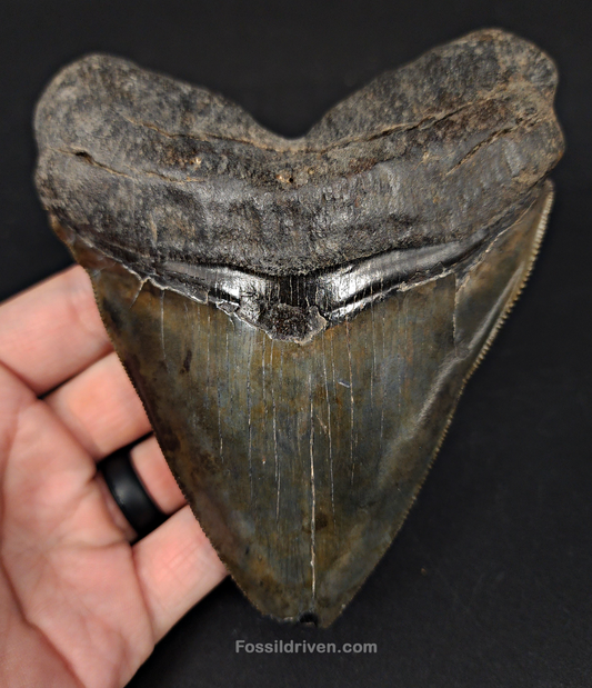 Huge & Authentic, 5.28" Fossil Chubutensis Shark Tooth - South Carolina