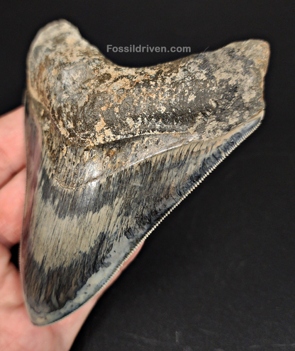 High-Quality 4.33" Megalodon Tooth - Indonesia - Real Fossil Shark Tooth