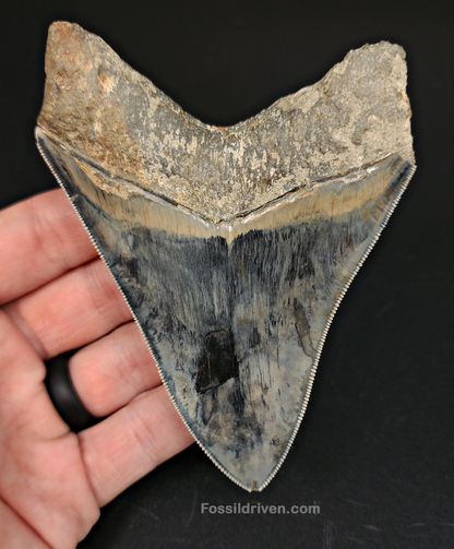 High-Quality 4.33" Megalodon Tooth - Indonesia - Real Fossil Shark Tooth