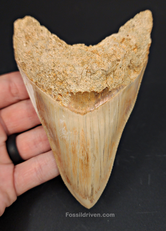 High Quality, 5.29" Fossil Megalodon Tooth - Indonesia