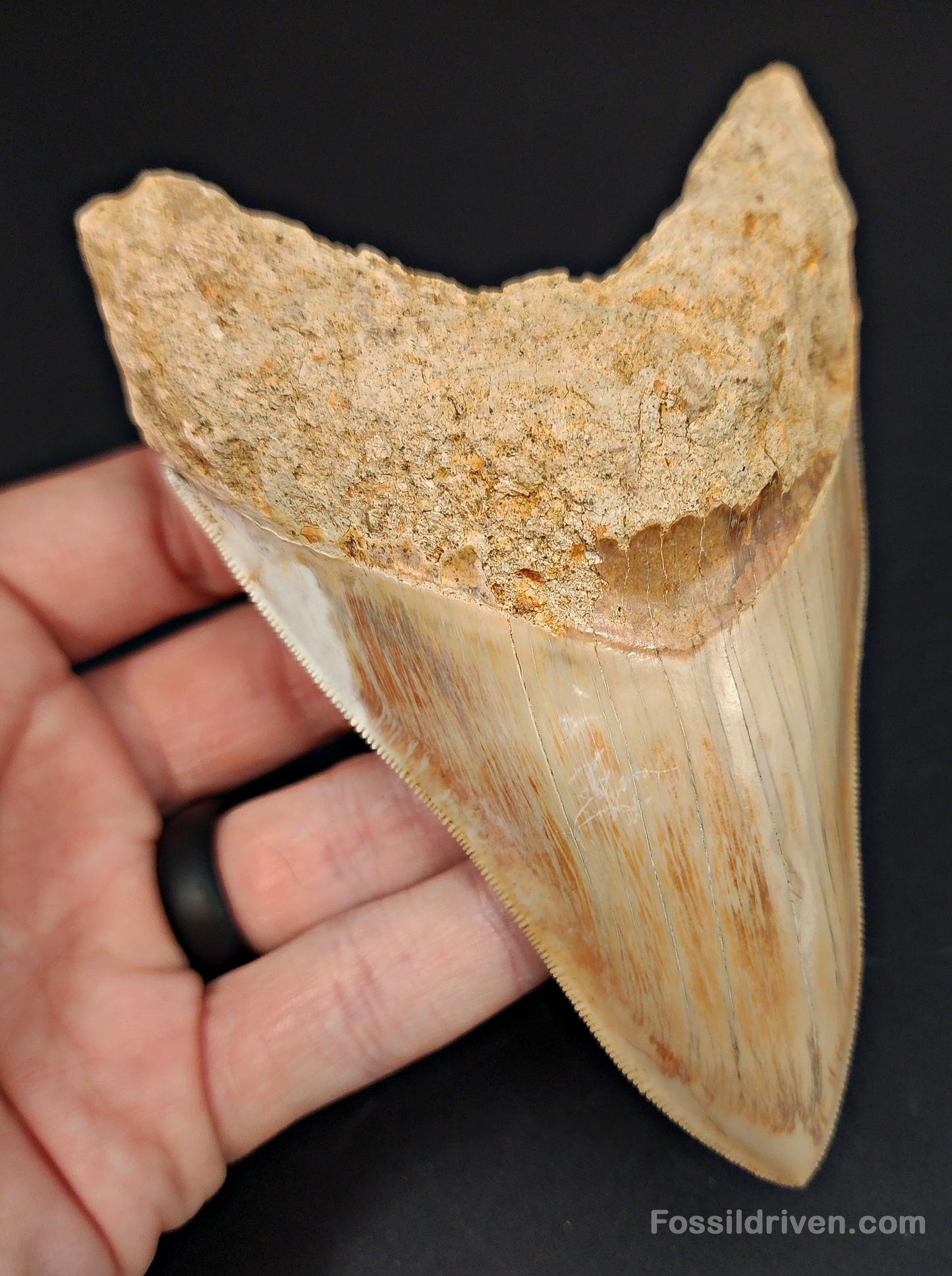 High Quality, 5.29" Fossil Megalodon Tooth - Indonesia