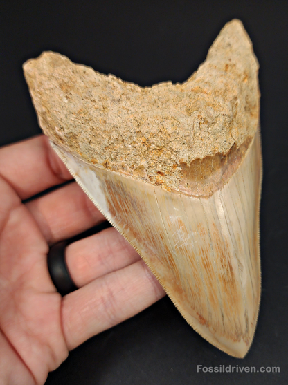 High Quality, 5.29" Fossil Megalodon Tooth - Indonesia