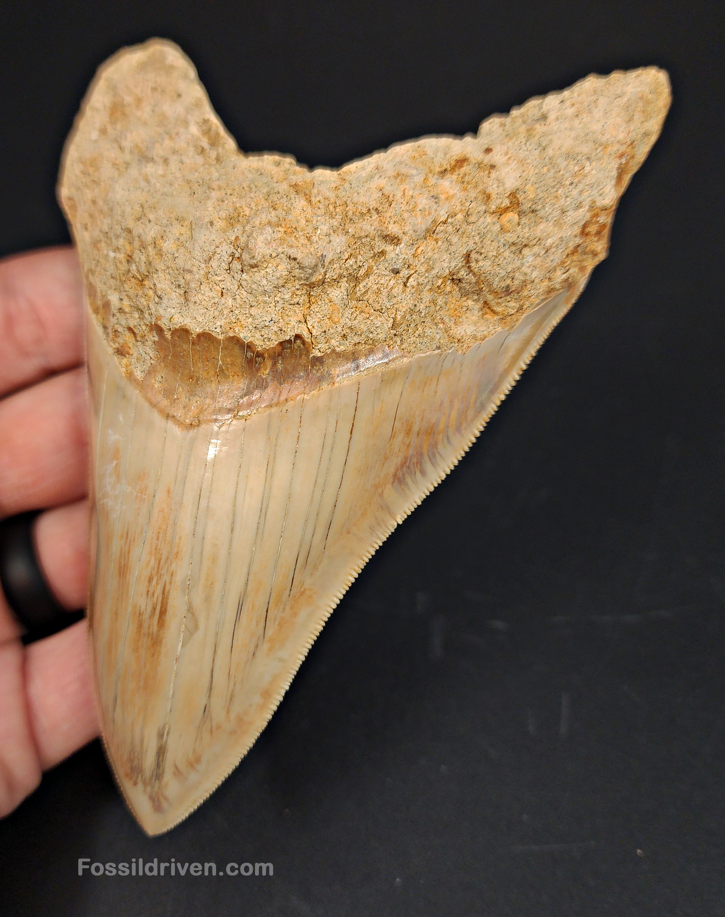 High Quality, 5.29" Fossil Megalodon Tooth - Indonesia