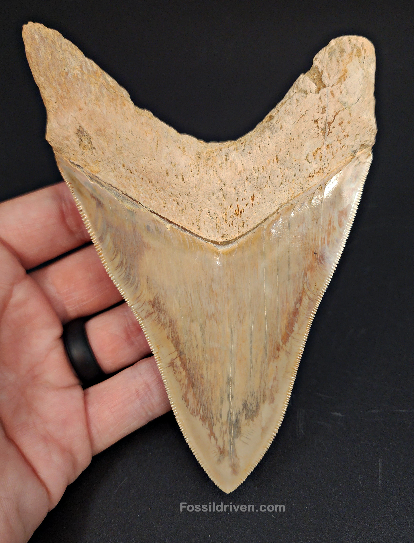 High Quality, 5.29" Fossil Megalodon Tooth - Indonesia