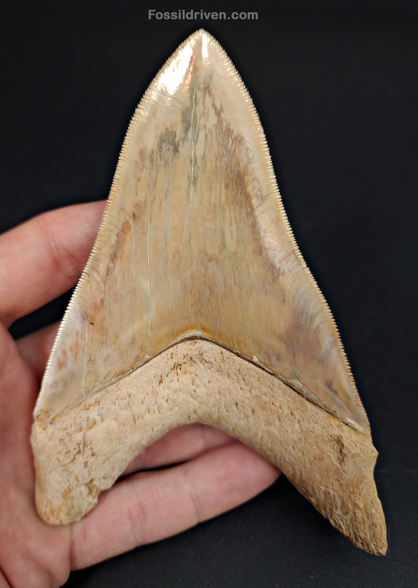 High Quality, 5.29" Fossil Megalodon Tooth - Indonesia