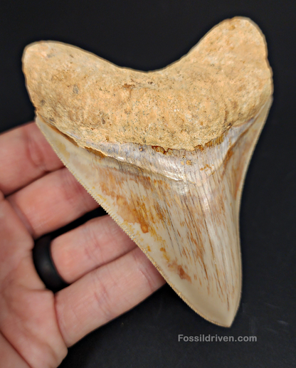 Collector-Quality 4.47" Megalodon Tooth - Indonesia - Real Fossil Shark Tooth - Fossil Driven