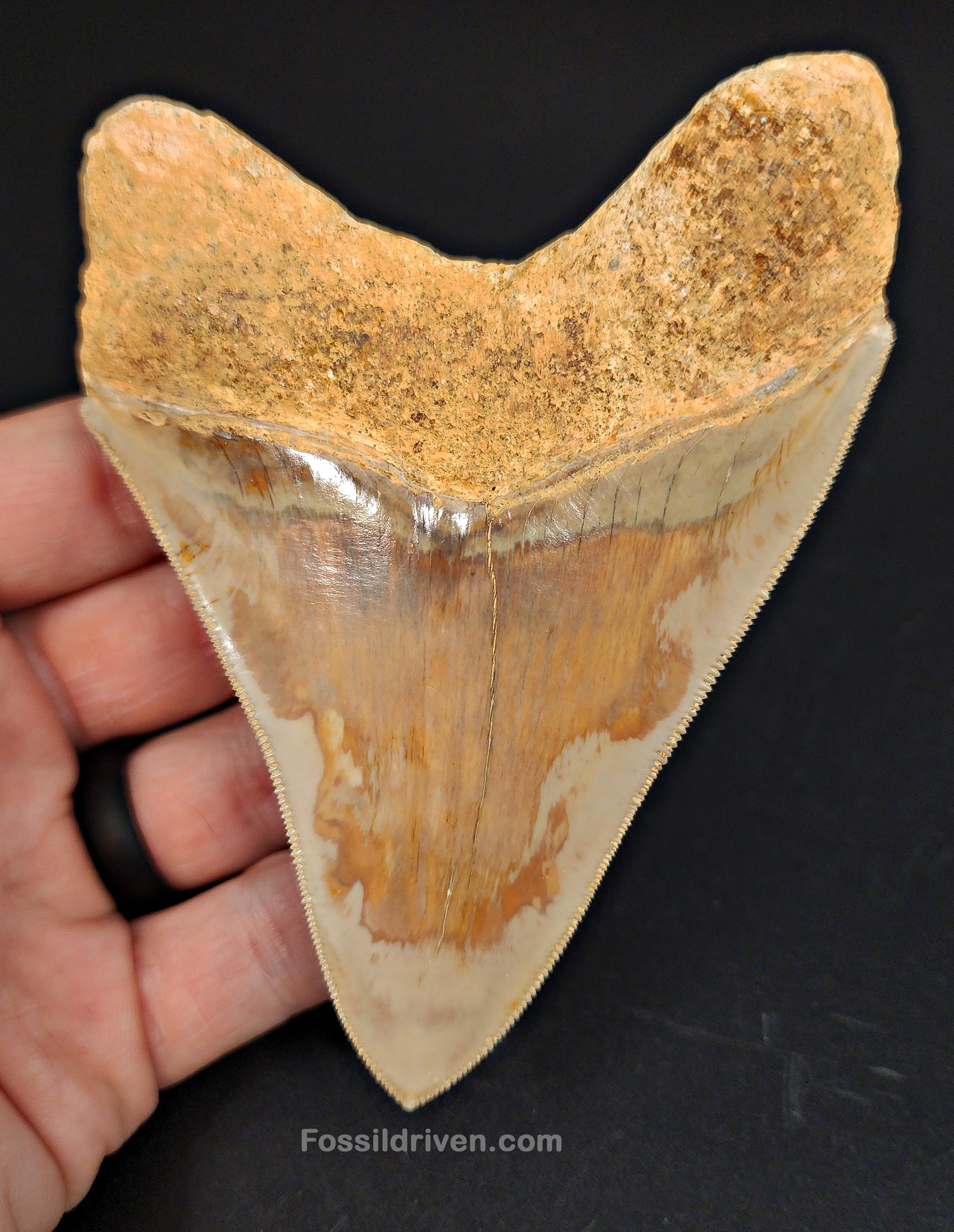 Collector-Quality 4.47" Megalodon Tooth - Indonesia - Real Fossil Shark Tooth - Fossil Driven