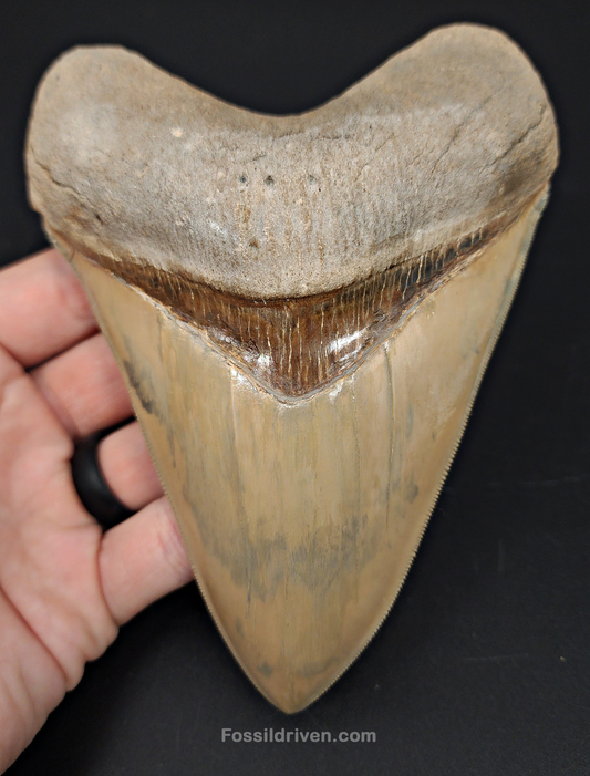 Restored, 5.66" Fossil Megalodon Tooth - Lee Creek