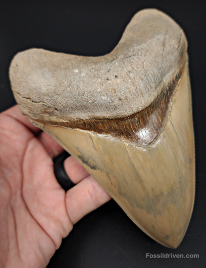 Restored, 5.66" Fossil Megalodon Tooth - Lee Creek