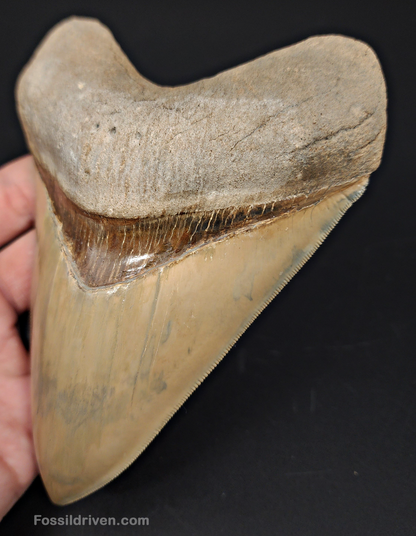 Restored, 5.66" Fossil Megalodon Tooth - Lee Creek