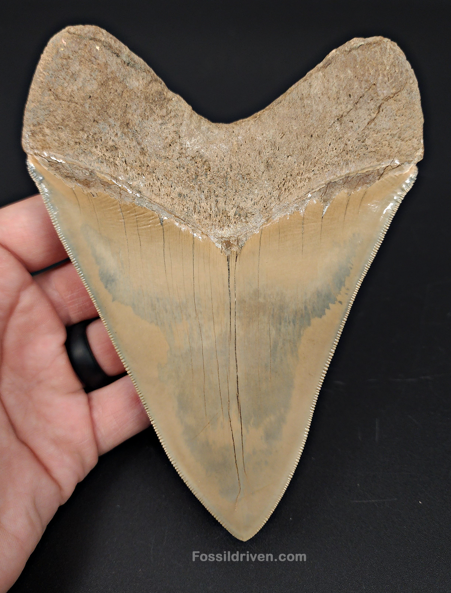 Restored, 5.66" Fossil Megalodon Tooth - Lee Creek