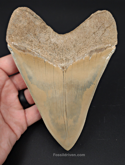 Restored, 5.66" Fossil Megalodon Tooth - Lee Creek