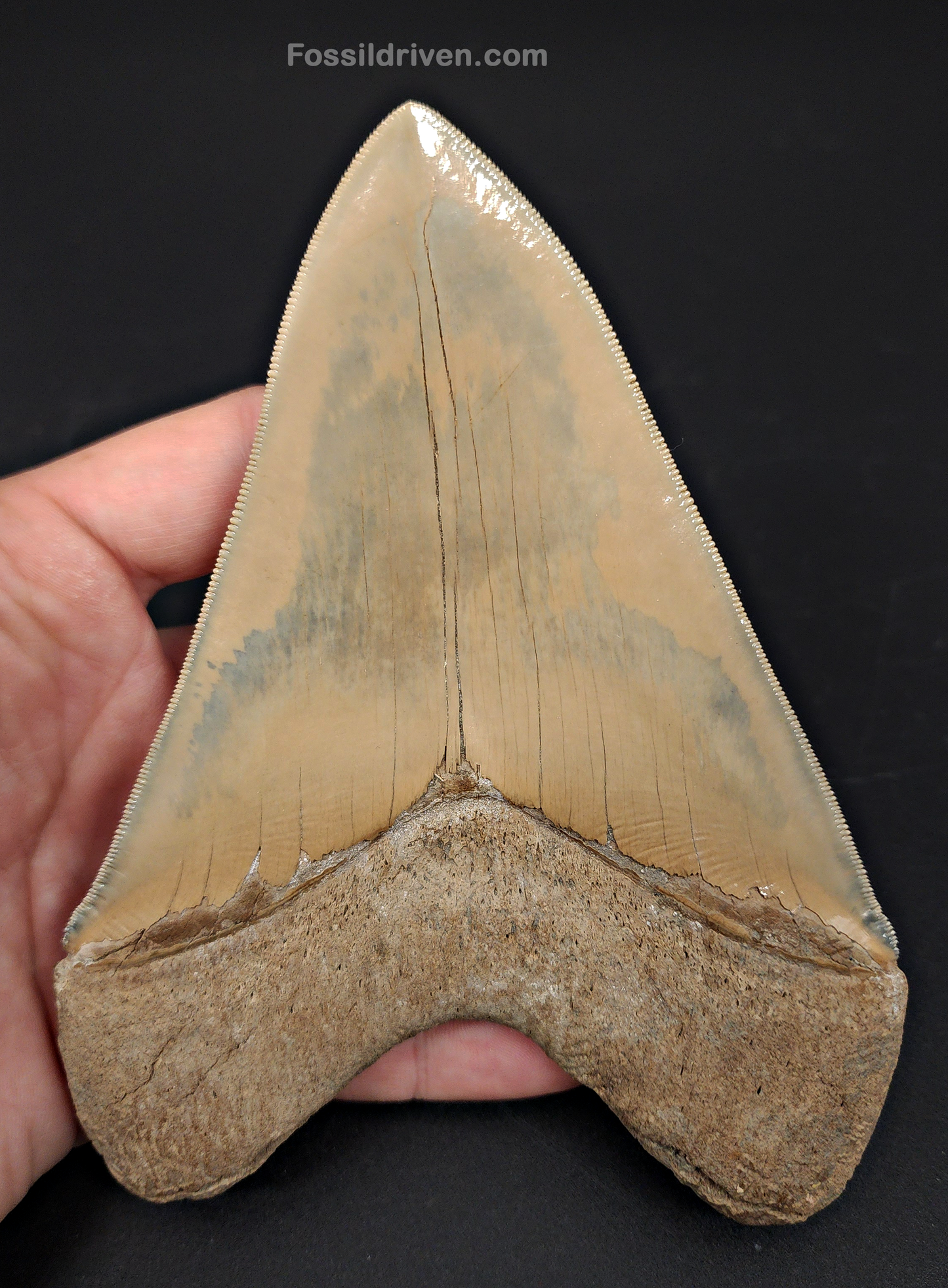 Restored, 5.66" Fossil Megalodon Tooth - Lee Creek