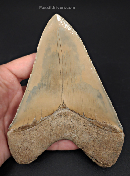 Restored, 5.66" Fossil Megalodon Tooth - Lee Creek