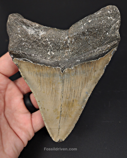 Authentic, 5.13" Fossil Megalodon Tooth - Meg Ledge