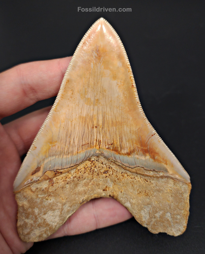 High-Quality 4.59" Megalodon Tooth - Indonesia - Real Fossil Shark Tooth