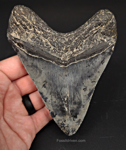 4.89" Venice Megalodon Tooth - Complete Specimen - Authentic Fossil Shark Tooth