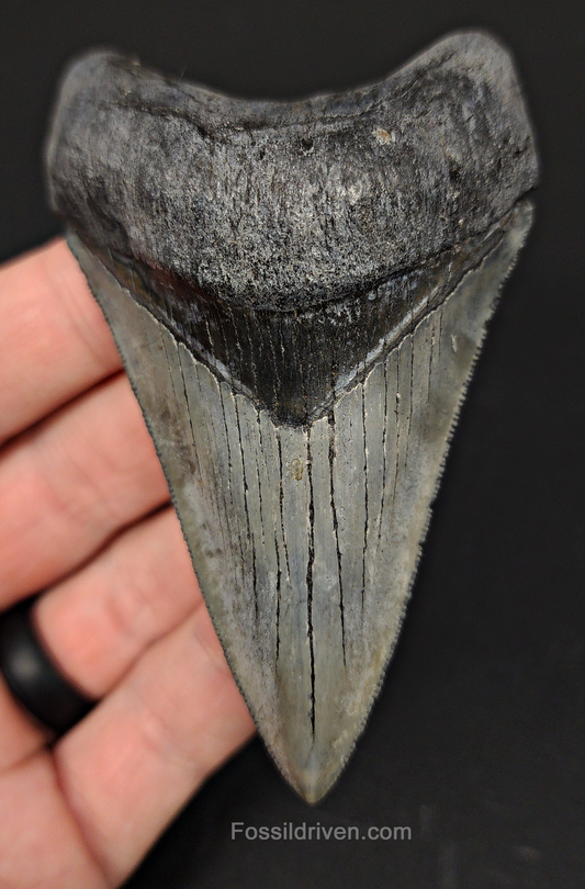 High Quality, 3.58" Fossil Megalodon Tooth - Venice, Florida
