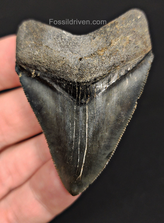 High Quality, 2.45" Fossil Megalodon Tooth - Venice, Florida