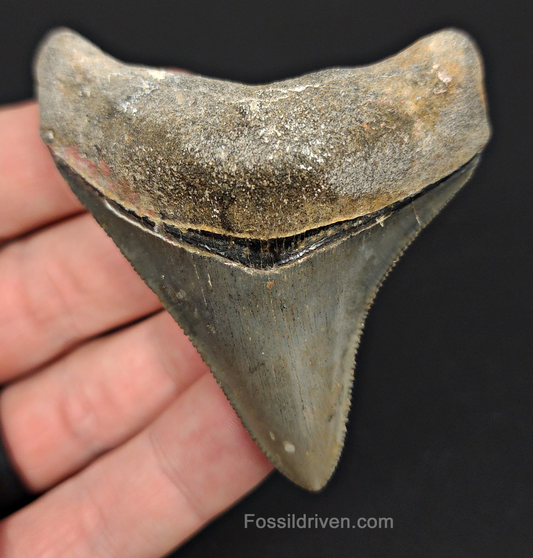 High Quality, 2.75" Fossil Megalodon Tooth - Venice, Florida