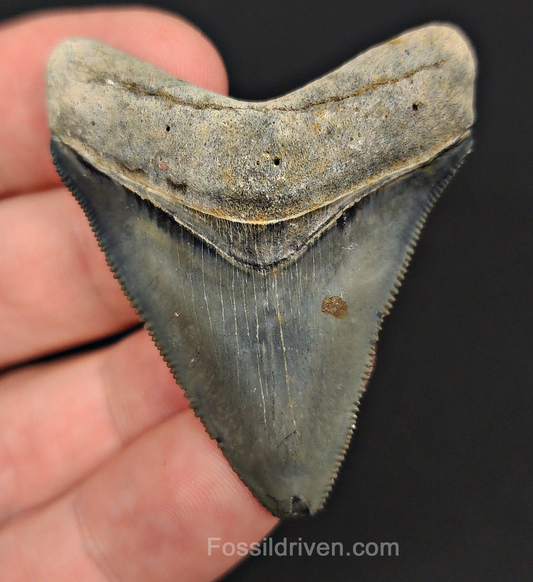 Authentic, 1.99" Fossil Megalodon Tooth - Venice, Florida