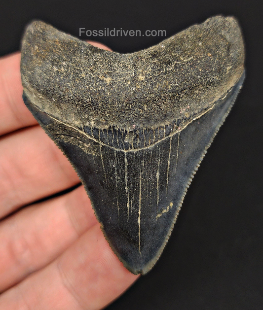 High Quality, 2.39" Fossil Megalodon Tooth - Venice, Florida