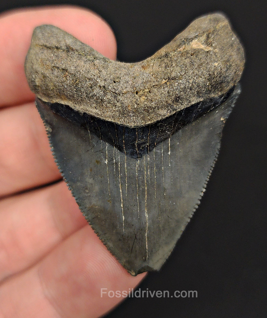 Authentic, 1.95" Fossil Megalodon Tooth - Venice, Florida