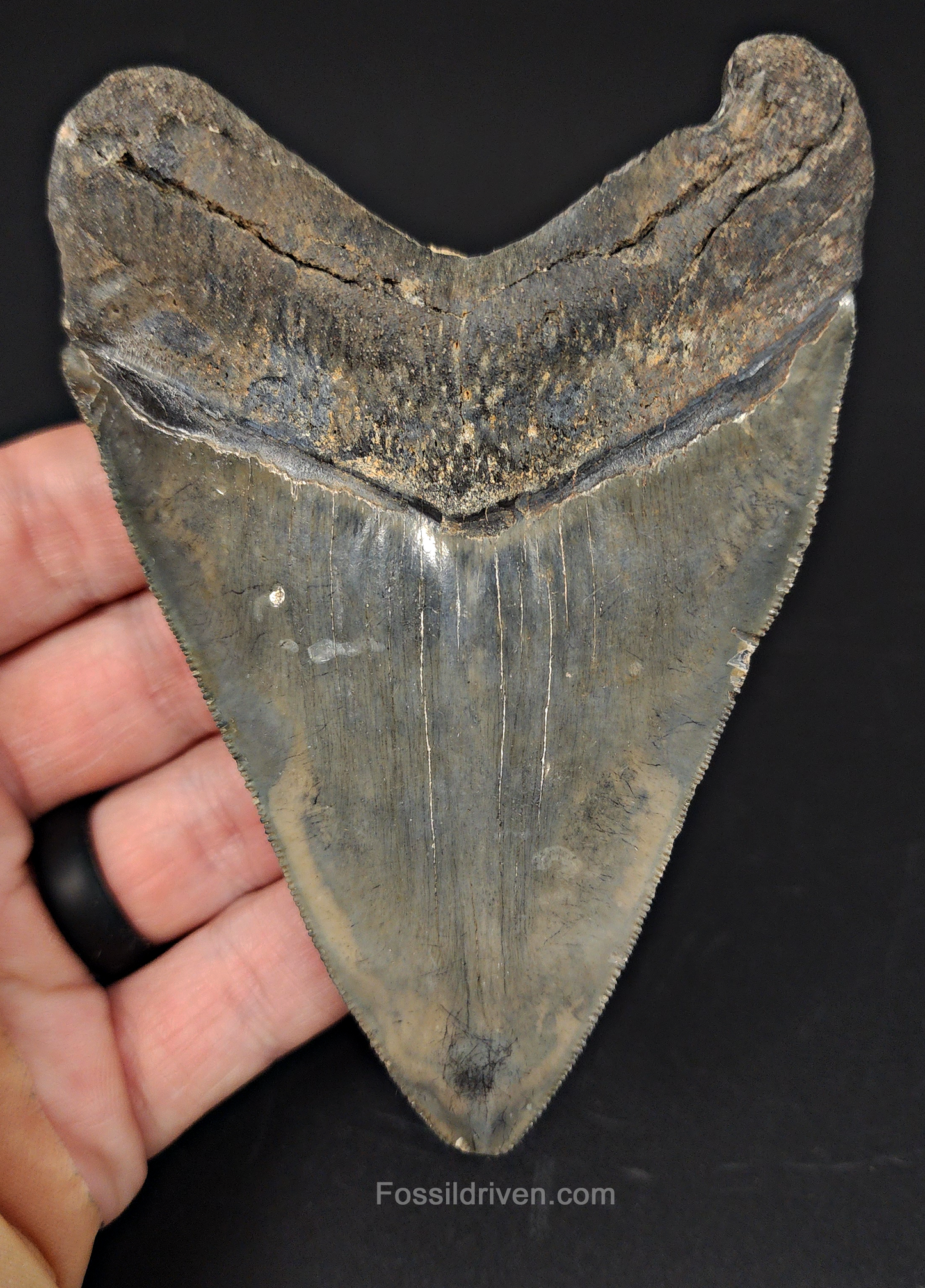 4.37" Venice Megalodon Tooth - Sharply Serrated - Authentic Fossil Shark Tooth